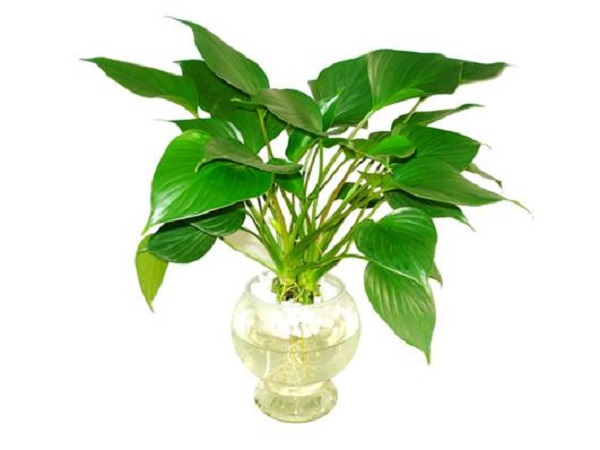 cây cảnh hợp mệnh thủy