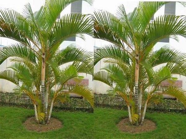 cây phong thủy trước nhà