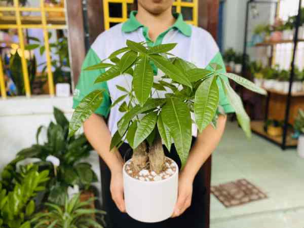 Cây phát tài