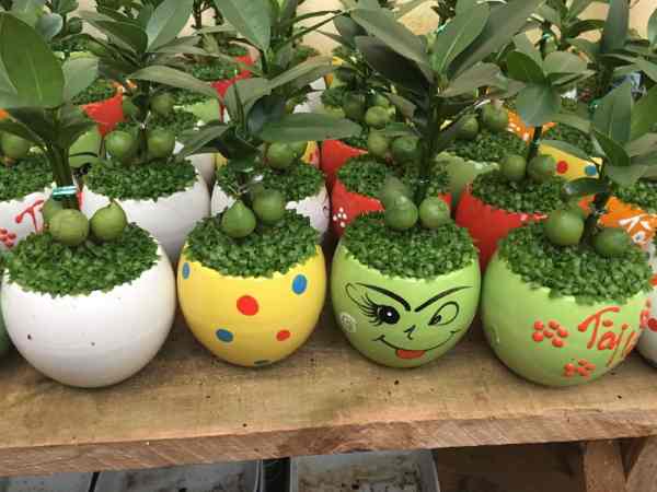 Yêu cầu trồng cây phong thủy trong nhà