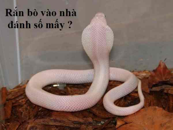 Rắn bò vào nhà có màu trắng, màu vàng: