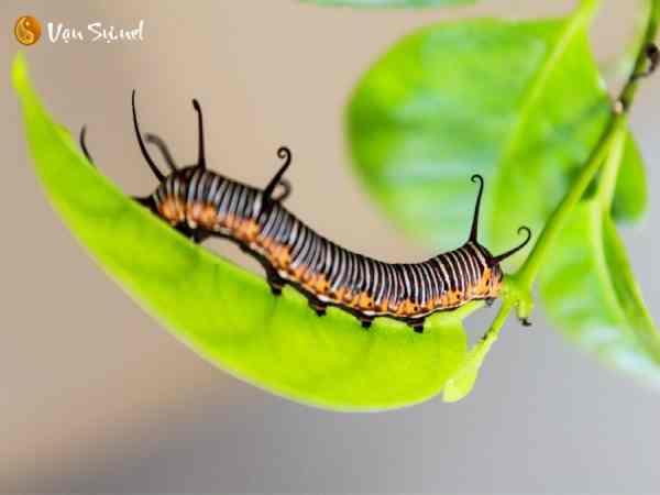 Chiêm bao thấy sâu bọ đánh con gì dễ trúng?