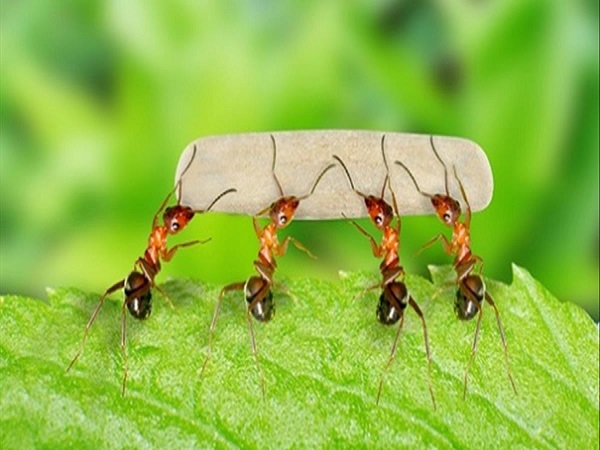 Chiêm bao mơ thấy kiến đánh con gì?