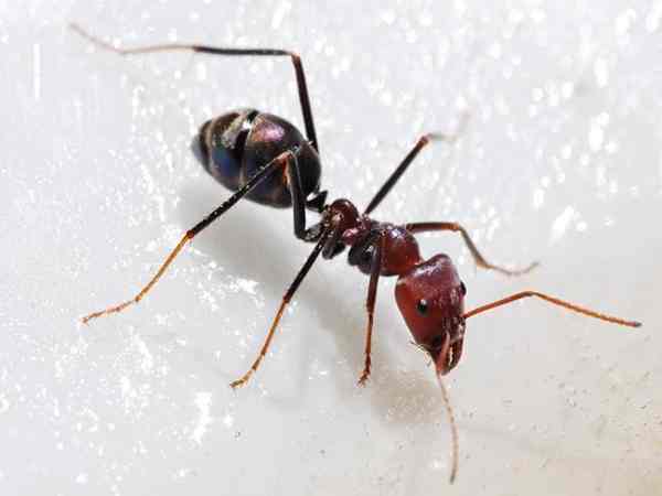 Mộng mơ thấy kiến lửa