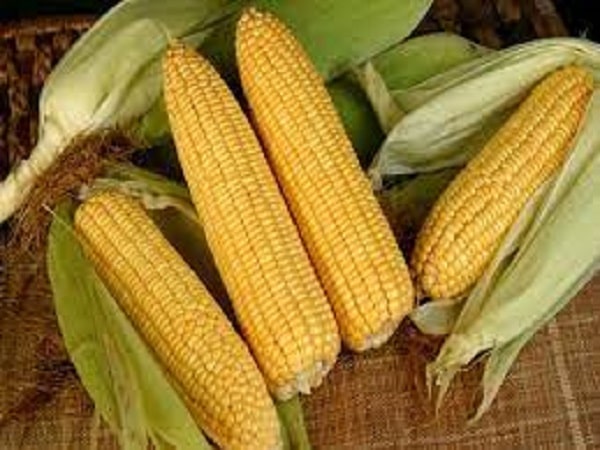 Mơ thấy bắp ngô có điềm báo gì và đánh số nào may mắn?