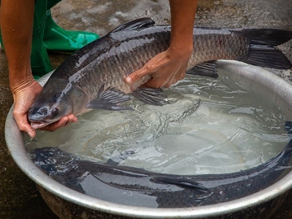 Ngủ mê thấy cá trắm nhảy lên bờ