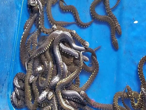 Nằm mơ thấy nhiều rắn đánh con gì?