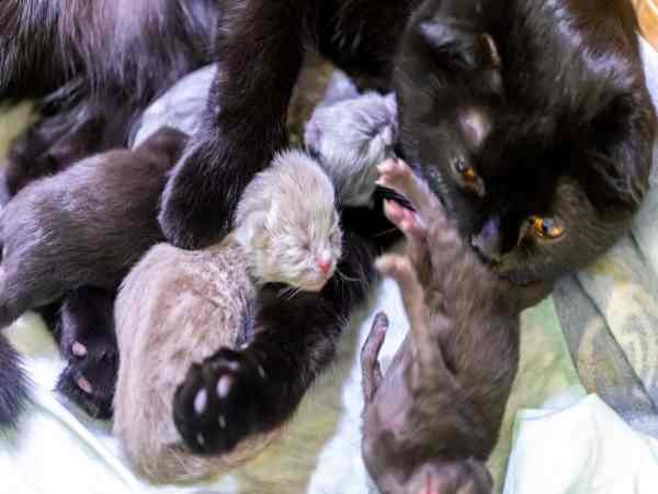 Nằm mê thấy mèo con vừa đẻ ra mà bị chết