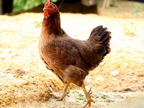 Mơ thấy gà mái có điềm báo gì và đánh con số nào?
