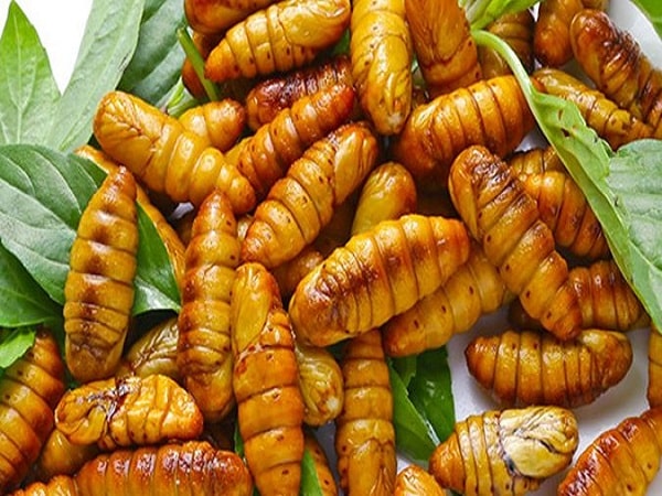 Mơ thấy con nhộng báo hiệu điều gì?