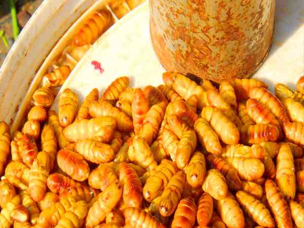 Mơ thấy con nhộng tằm