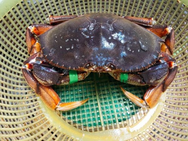 Nằm mơ thấy cua biển đánh con gì có điềm báo gì thú vị