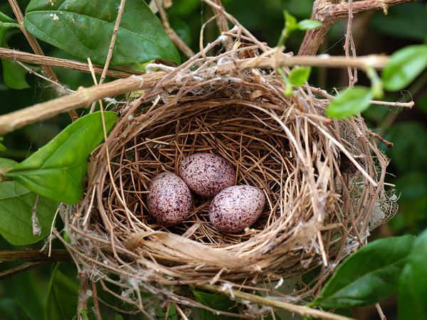 Nằm mơ thấy tổ chim đánh con gì may mắn dễ ăn