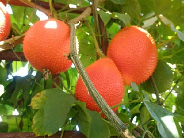 Nằm mơ thấy quả gấc đánh con gì may mắn có ý nghĩa gì