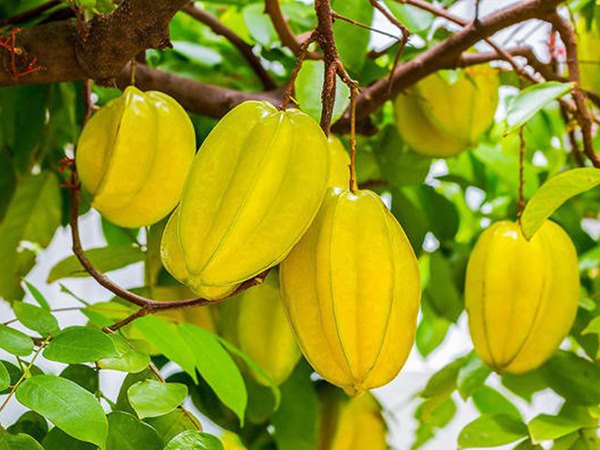Mơ thấy cây khế đánh con gì đổi vận, là điềm báo gì?