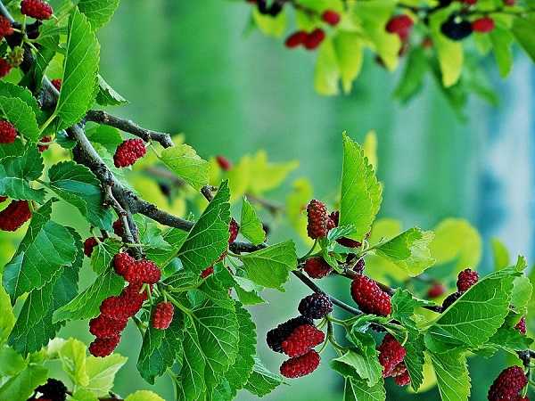 Nằm mơ thấy cây dâu tằm đánh con gì may mắn dễ ăn
