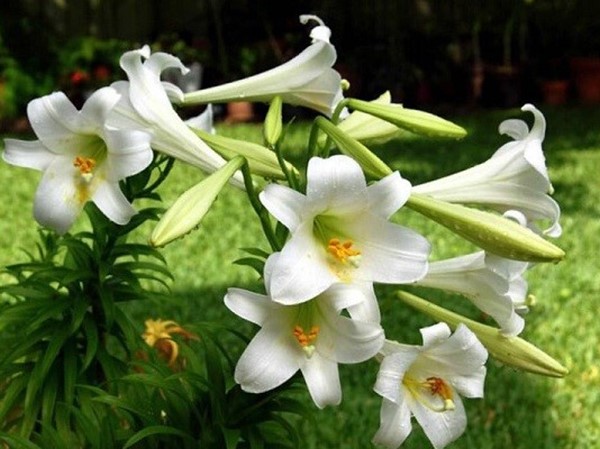 Mơ thấy hoa huệ đánh liền tay số mấy, điềm tốt hay xấu?
