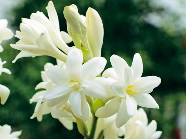 Mơ thấy hoa huệ đánh liền tay số mấy, điềm tốt hay xấu?
