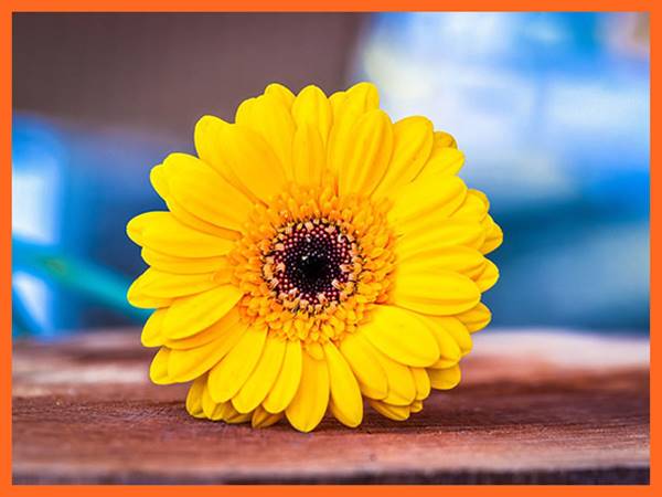 Mơ thấy hoa màu vàng là điềm gì?