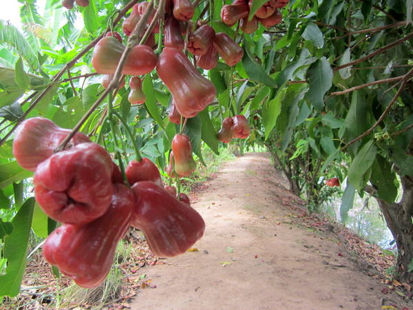 Nằm mơ thấy cây roi đánh con gì ăn chắc