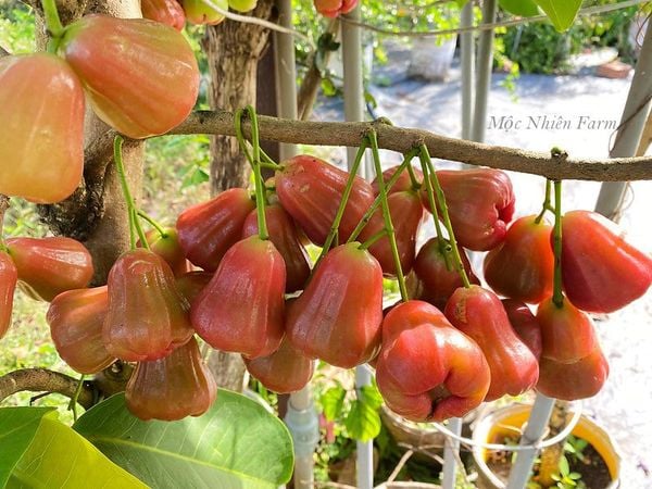 Nằm mơ thấy cây roi là điềm báo gì