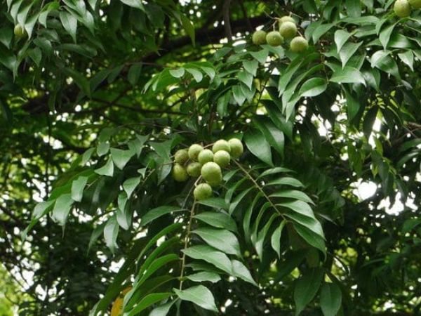 Mơ thấy cây sấu báo điềm tốt hay xấu