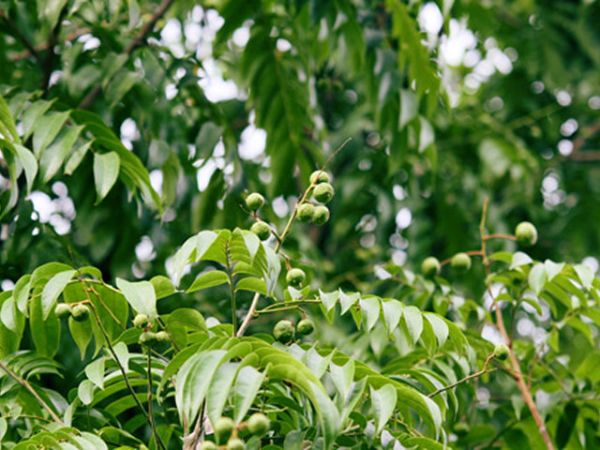 Nằm mơ thấy cây sấu đánh con gì