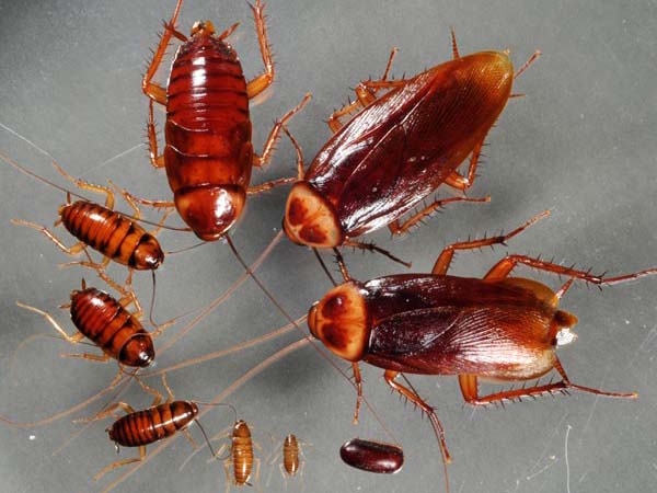Nằm mơ thấy con gián đánh xổ số số mấy