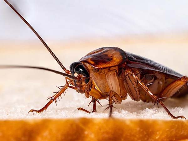 Ngủ mơ thấy con gián là điềm báo gì