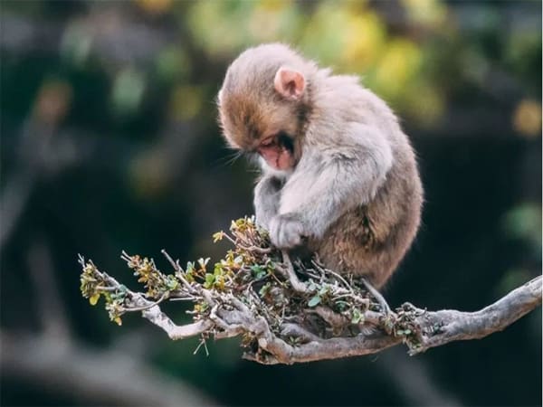 Tổng quan thông tin người tuổi Thân