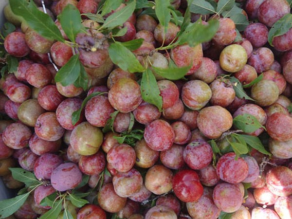 Nằm mơ thấy ăn mận