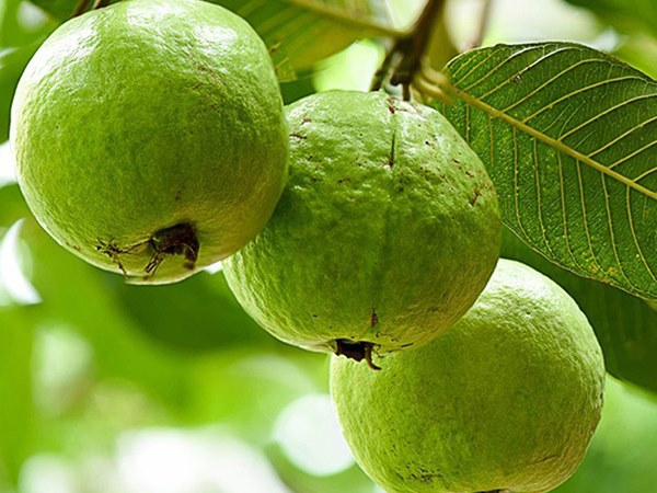 Đi đường thấy quả ổi đánh số mấy đắc lộc, điềm gì?