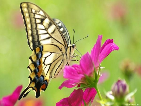Ý nghĩa tâm linh của con bướm