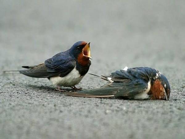Dự đoán con số may mắn khi nhìn thấy chim chết 