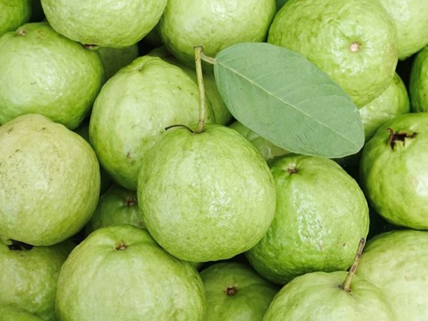 Nhìn thấy quả ổi có điềm gì, số mấy đổi vận phát tài?
