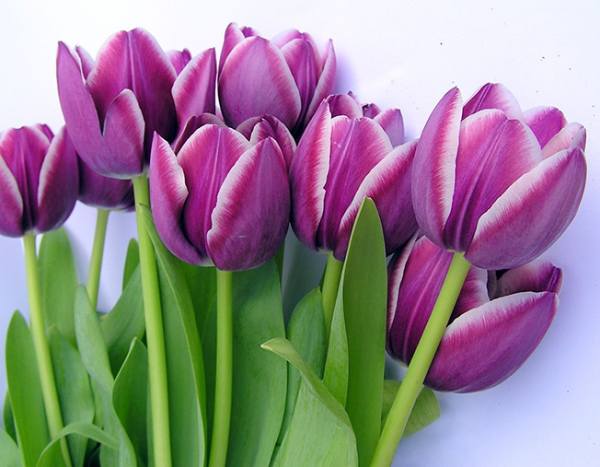 thấy hoa tulip 