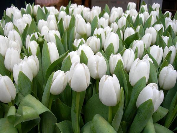 Luận giải ý nghĩa khi nhìn thấy hoa tulip