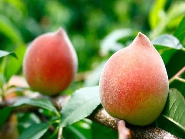 Thấy quả đào số mấy
