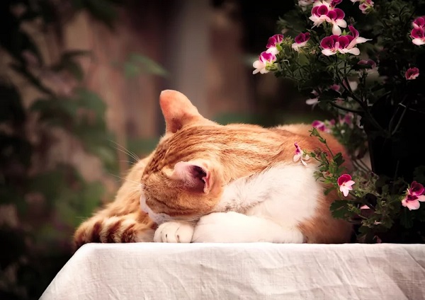 Nhìn thấy mèo chết gần ngã ba đường