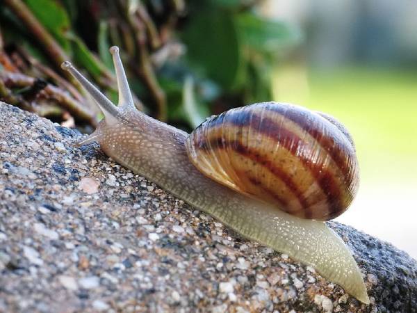 Giải mã ý nghĩa giấc mơ thấy ốc: Lành dữ khó ngờ!