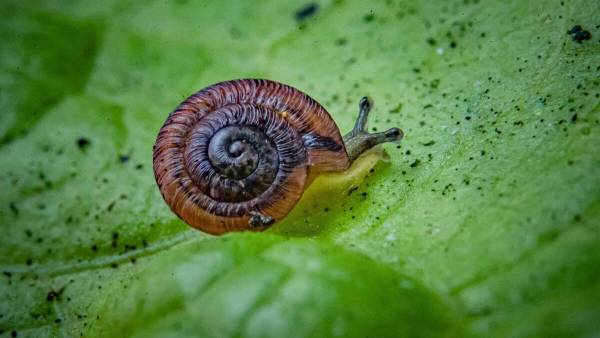 Mơ thấy ốc có màu sắc lạ
