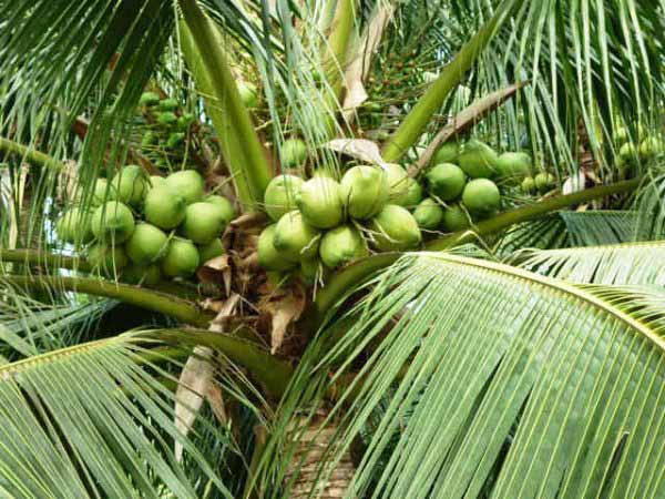 Nằm mơ thấy cây dừa có con số gì may mắn?
