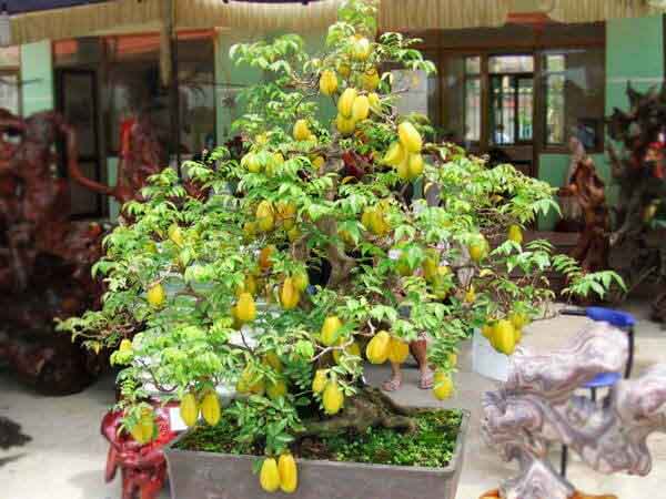 Nằm mơ thấy cây khế có con số gì may mắn?