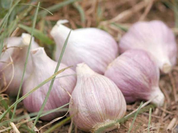 Nằm mơ thấy củ tỏi có ý nghĩa gì?