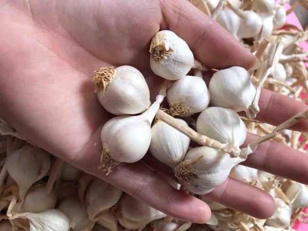 Nằm mơ thấy củ tỏi có con số gì may mắn?