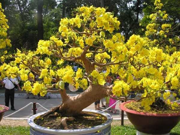 Mơ thấy cây mai cho thấy tín hiệu gì trong cuộc sống?