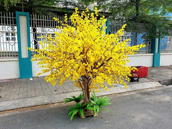 Mơ thấy cây mai cho thấy tín hiệu gì trong cuộc sống?