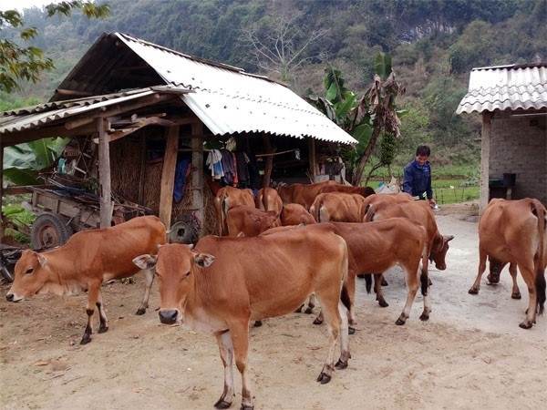 Mơ thấy đàn bò cho thấy ý nghĩa điềm báo gì