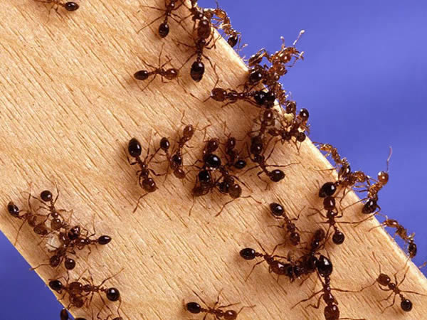 Lý giải ý nghĩa giấc mơ thấy đàn kiến có phải điềm tốt?