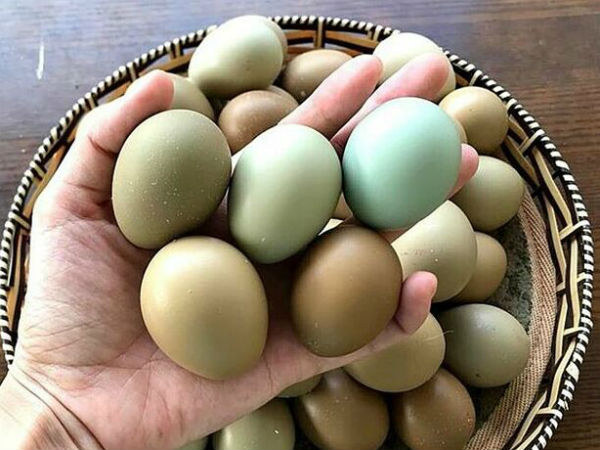 Chiêm bao thấy trứng chim thường có tín hiệu gì thú vị